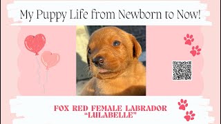 Lulabelles Life from Newborn Baby to Now labpuppies puppies4sale [upl. by Jeanne]