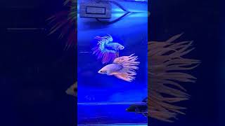 Crown tail Betta [upl. by Tapes]