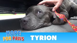 Tyrion  An injured Pit Bull rescued a moment before disaster Please share senior [upl. by Braeunig]