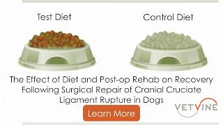 Can Diet amp Physical Rehab Help Dogs After Surgery to Repair a Ruptured Cranial Cruciate Ligament [upl. by Roselani]