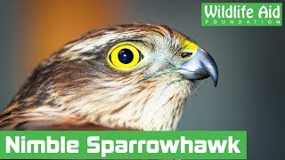 Trapped sparrowhawk gives rescuers the runaround [upl. by Rramed634]