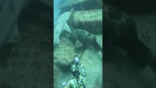 Giant Grouper VS Shark VS Diver followers DiscovermyAfrica fyp catchingfish ocean fish ocean [upl. by Aihsemat388]