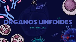 CLASE 4 DE INMUNOLOGÍA  ÓRGANOS LINFOIDES [upl. by Nerrawed]