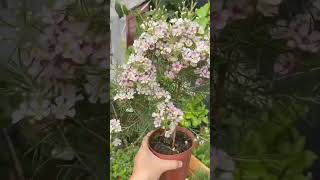 beauty of wax flower Chamelaucium plant waxflower plantlover [upl. by Strephon]