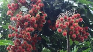 Rambutan Harvesting Nephelium lappaceum [upl. by Mik]