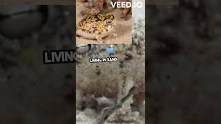 Meet the Adorable amp Unique Desert Rain Frog animals nature frog didyouknow funfacts [upl. by Kcam]