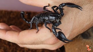 🦂 Escorpión Vietnamita de Bosque Asiático Heterometrus silenus  Anteriormente H petersii 🦂 [upl. by Laundes]