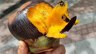 Toddy Palm  Palmyra Palm Borassus flabellifer  foraging the ripe fruits [upl. by Ecallaw]