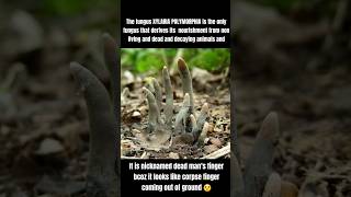 XYLARIA POLYMORPHIA Dead Mans Fingerfacts viralfacts shortsfeed trendingfacts factsdaily [upl. by Christiansen403]