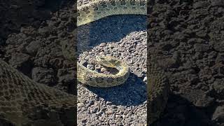 Northeast Montana Roadside Report Prairie Rattlesnake [upl. by Anoiuq223]