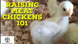 Brooding Chicks  Beginners Guide To Meat Chickens [upl. by Bresee429]