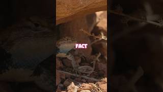 3 Amazing Facts About the Gila Monster 🦎 AnimalFacts facts [upl. by Goldston66]