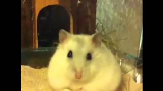 Hamster futtert Popcorn [upl. by Watts]