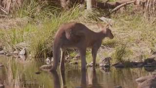 Eastern Grey Kangaroo Macropus giganteus ♂ [upl. by Ludvig794]