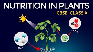 Life processes Animated class10 Biology  Class 10 Science Chapter 6  CBSE  NUTRITION IN PLANTS [upl. by Eudora]