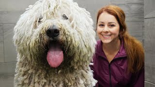 The LONGEST groom Ive EVER done  The Komondor Dog [upl. by Elgar717]