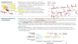 USMLE  Step 1  Peripheral nerve  Axonal injury [upl. by Retse]