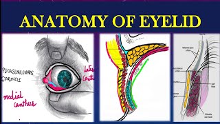 EYELIDS ANATOMY EXPLAINED [upl. by Tavish]