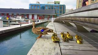 Duck Drop on Queens Quay Toronto May 4th 2012 [upl. by Llennahs]