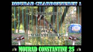 Chant De Chardonneret khalwi 2014 غناء الحسون القسنطيني [upl. by Winni15]