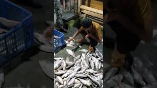 ইলিশ মাছ  Hilsa fish  Daily fish with Riaz  youtubeshorts shortsfeed shortvideo fishing [upl. by Ylus]