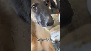 borzoi puppy accessories part 2 dog borzoi puppy puppylife fyp shorts funny [upl. by Hale]