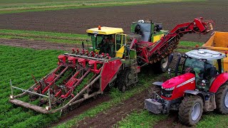 Wortels rooien  Harvesting carrots  Möhren roden  Riecam  Massey Ferguson  Dewulf  Oogst 2024 [upl. by Aramal787]