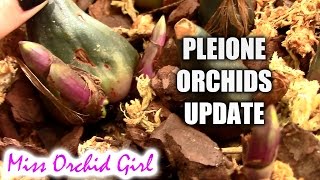 Pleione orchids coming out of dormancy [upl. by Villada]