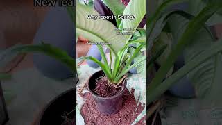 Quick Spathiphyllum Sensation repot RepottingPlants Spathiphyllum SpringGardening [upl. by Gati]