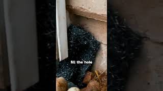 Excluder Mesh Hack Heres How to Safeguard Every Nook and Cranny from Rodent Invasion pests rode [upl. by Hanima534]