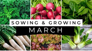 What Seeds to Sow in March  Vegetable Sowing Guide [upl. by Itin835]