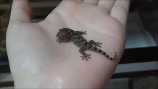 孵りたての赤ちゃんビブロンゲッコー Bibron Gecko Hatchling [upl. by Lianna]