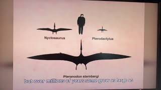 Pterosaurs [upl. by Edsel]