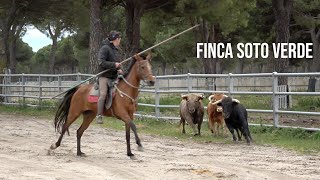 Apartado y Manejo de los Toros Bravos en Finca Soto Verde [upl. by Pinzler]