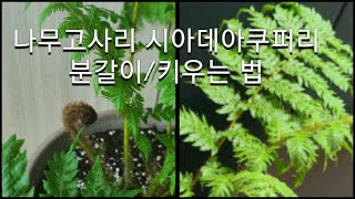 나무고사리시아데아쿠퍼리Cyathea cooperi 키우기 [upl. by Maude917]