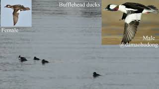 Bufflehead ducks [upl. by Lardner483]