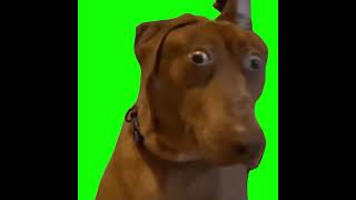 Shocked Dog  Green Screen [upl. by Ettenel]