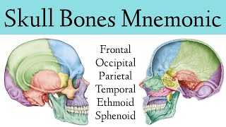 Skull Bone amp Suture MnemonicTrick Cranial Bone Anatomy Animation [upl. by Bergess609]