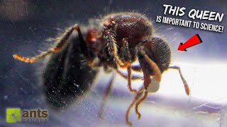 Why Scientists Want to Study These Queen Ants From My Yard [upl. by Coulter]