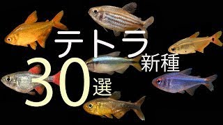 ① 新種 の テトラ 30 選 ブラジル 生息地 の 映像 ハイフェソブリコン モンクホーシャ [upl. by Robbi]