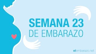 Semana 23 de embarazo  23 semanas de embarazo  El embarazo semana a semana [upl. by Ahron]