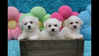 Bichon Frise Puppies  3 Females [upl. by Amilb57]