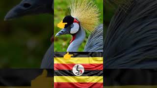 CRESTED CRANE UGANDAS NATIONAL BIRD  MIKE SSENDIKWANAWA [upl. by Elreath928]