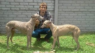 galgos vs liebres 2024 [upl. by Olney]