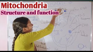 Mitochondria  structure and function cell the unit of life class 11 chapter 8 [upl. by Clementi773]