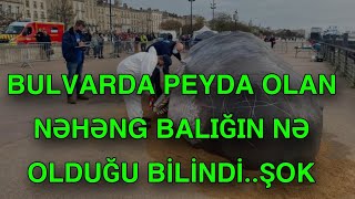 Bulvarda peyda olan nəhəng balığın nə olduğu bilindi [upl. by Wye541]