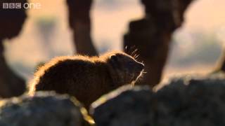 Hyrax sunshield  24 Hours on Earth Preview  BBC One [upl. by Adnohsal626]