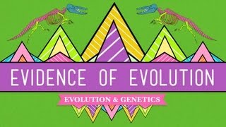 Evolution Its a Thing  Crash Course Biology 20 [upl. by Idihsar915]