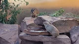 Yellowspotted hyrax and Rock hyraxes in mixed exhibit [upl. by Yesoj]