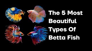 The 5 Most Beautiful Types Of Betta Fish [upl. by Aicilat]